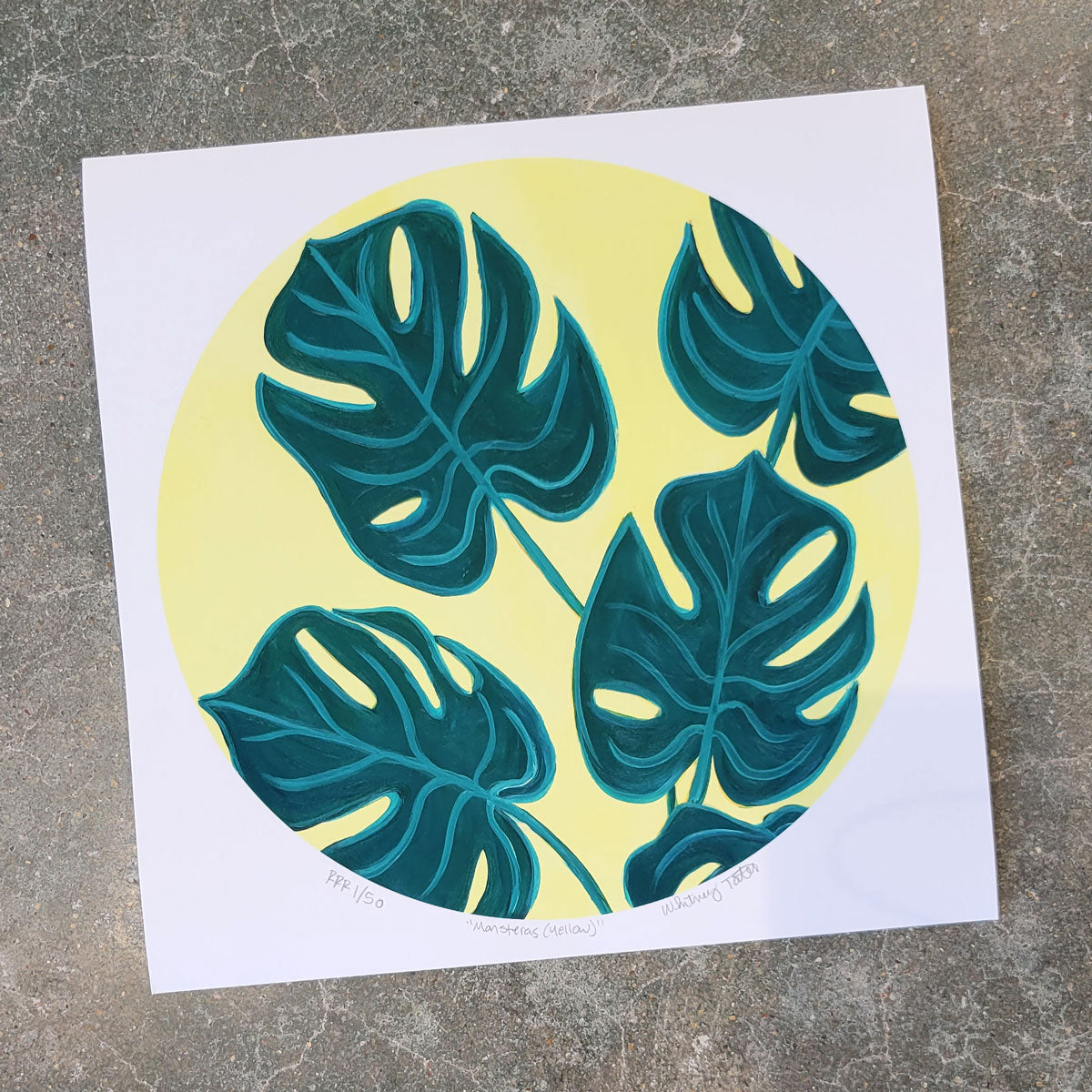 philodendron glad hands beauty Philodendron 'Glad Hands' main image 0